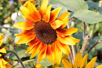 Sonnenblumen Blüte by Björn Knauf