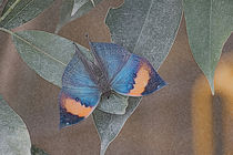 papillon by Uwe Ruhrmann