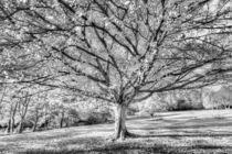 The Autumn Ghost Tree by David Pyatt
