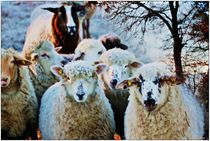 Seasons Sheeps by Sandra  Vollmann