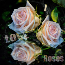 I Love Roses - Ich liebe Rosen von Chris Berger