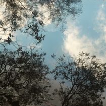 Trees reflected by Raquel Cáceres Melo