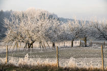 Rime -  Orchard in hoarfrost by Chris Berger