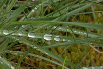 Regentropfen auf Grashalmen by Björn Knauf