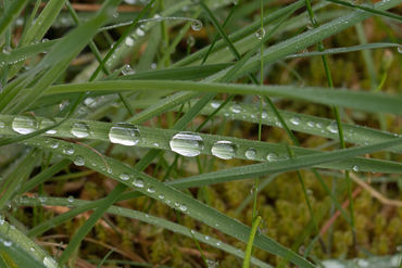 Regentropfen-auf-grashalmen