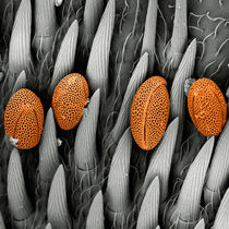 Kleine Pollen auf der Hummel by structem-art