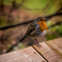 Robin Redbreast by Colin Metcalf