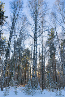 Winter. Forest. Light von mnwind