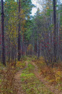 Fall. Forest. Road. by mnwind