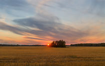 Field. Evening. Sun. by mnwind