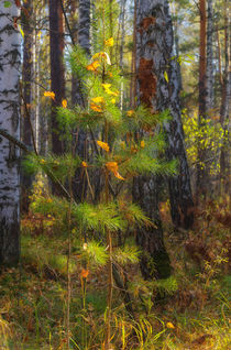 Fall. Forest. Fluffy pine by mnwind