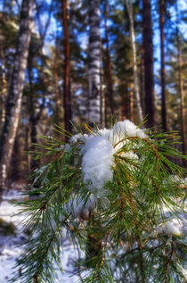 Fall. Snow. Pine branch by mnwind