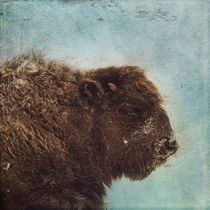 Wood Buffalo by Priska  Wettstein