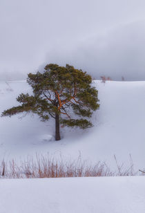 Winter. Pine. Cloud. by mnwind