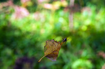Leaf and spider von mnwind