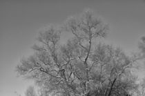 Tree silhouettes von mnwind