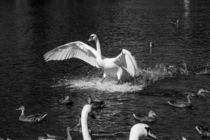 Landing swan by Jessy Libik
