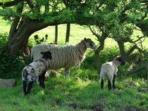 Ewe and Lambs in the Shade von Rod Johnson