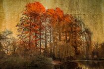 Der Teich im Herbst von mroppx