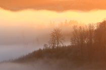 Bäume, Nebel und Sonnenlicht  by Bernhard Kaiser