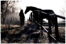 Morning Talks Horse by Sandra  Vollmann