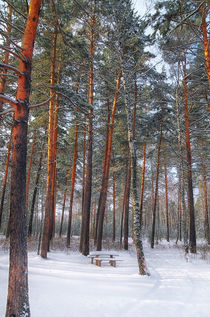 Winter. Forest. Bench by mnwind