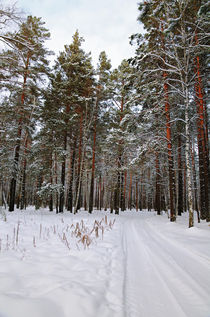 Winter. Forest. Road by mnwind