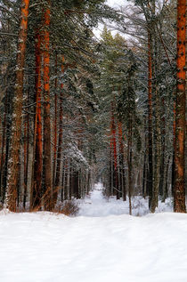 Winter. Forest. Road by mnwind