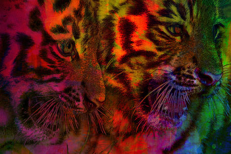 Pastel-tiger-cubs