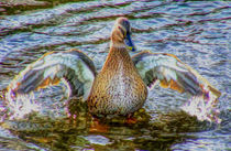 Lady Duck by John Wain