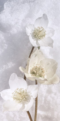 Helleborus niger - Christrose im Schnee von Chris Berger