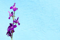 Purple Delphinium Space to Think Print by John Williams