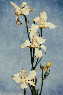 White Delphinium of Remembrance Poster Print by John Williams