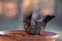 blackbird Pleasures - Amselfreuden by Chris Berger
