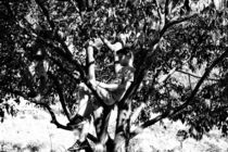 tree boy von pictures-from-joe