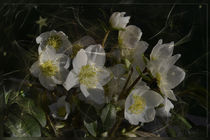 Christrose - helleborus niger von Chris Berger