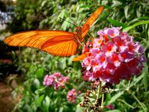 Schmetterling von Eva Hedbabny