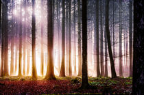Herbststimmung im Wald by Nicc Koch