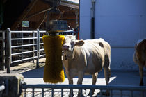Selbstmassage einer Kuh von Gerhard Köhler