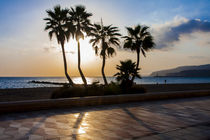 palm trees along the beach promenade of Almeria, southern Spain, Andalusia by Jessy Libik