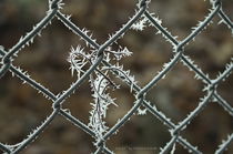 Frosty.Fence by Eckhard Wende