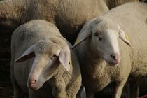 Lenneberg Schafe von Philipp Nickerl