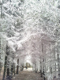  Through the winter forest - Durch den Winterwald von Chris Berger