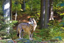 Herbst Wolf  by Borg Enders