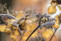 Frosted Hortensia by Henk Bouwers