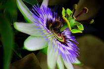 Passionsblume by dsl-photografie