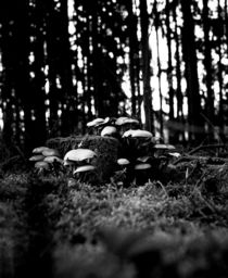 Mushroom on a Tree by dsl-photografie