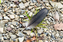 The Bird Feather von mnfotografie