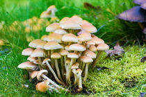 A lot of Mushrooms in the Garden von mnfotografie