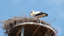 Storch im Nest von chris65